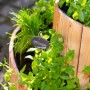 Westmann Kräuterschnecke aus Holz bepflanzt mit Kräutern wie Minze, Schnittlauch und Basilikum.
