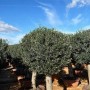 Winterharter Olivenbaum Olea Europaea in Kugelform im Decotopf. Dichte grüne Krone, kräftiger Stamm für Garten & Terrasse.