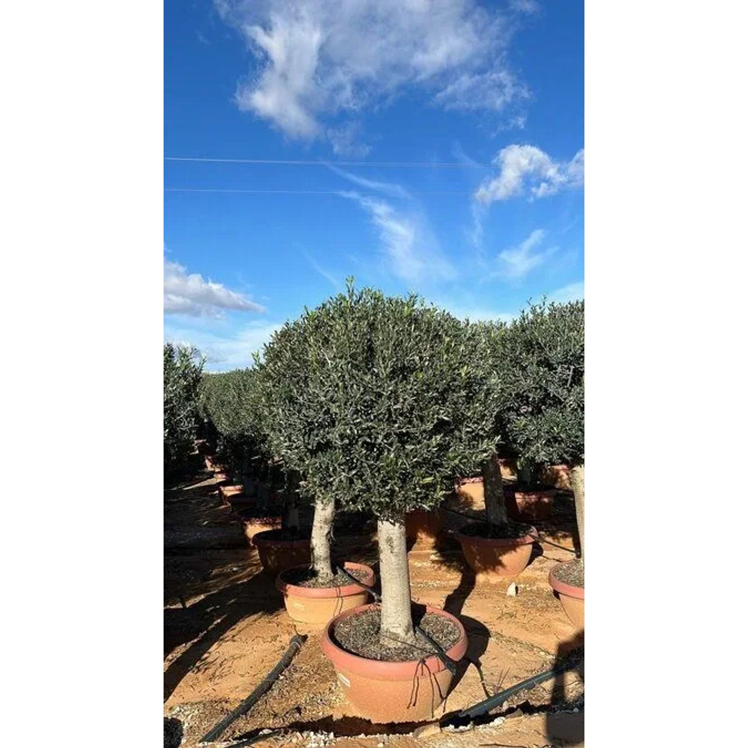 Winterharter Olivenbaum Olea Europaea in Kugelform im Decotopf. Dichte grüne Krone, kräftiger Stamm für Garten & Terrasse.