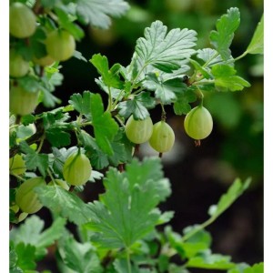 Frische grüne Stachelbeeren an einem Strauch mit Blättern. Ribes uva-crispa Beerenstrauch.
