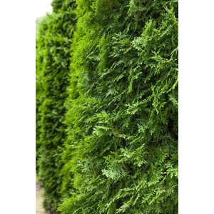 Grüne Thuja 'Columna' Heckenpflanze, 150-175 cm hoch, ideal für dichte, immergrüne Hecken.