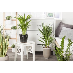 Goldfruchtpalme im schwarzen Topf auf Hocker, Zimmerpalme für tropisches Flair.