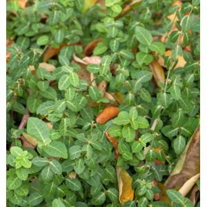 Immergrüne Kriechspindel Coloratus (Euonymus fortunei) mit kleinen, grünen Blättern.