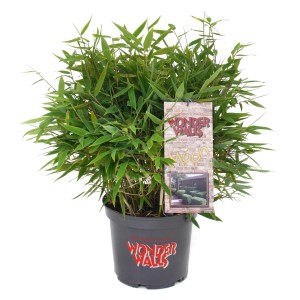 Gartenbambus Moontears im Topf, grüne Blätter, ca. 60-80 cm hoch.