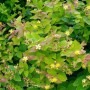 Mannsblut Staude (Hypericum androsaemum) mit gelben Blüten und roten Beeren.