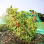 Windhager Vogelschutznetz Rational über Beerenstrauch, Schutz vor Vogelfraß.