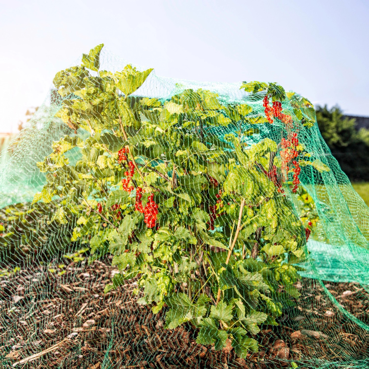 Windhager Vogelschutznetz Rational über Beerenstrauch, Schutz vor Vogelfraß.