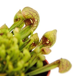 Schlauchpflanze Sarracenia 'Scarlett Belle' im 9cm Topf, eine fleischfressende Exotenherz-Pflanze.