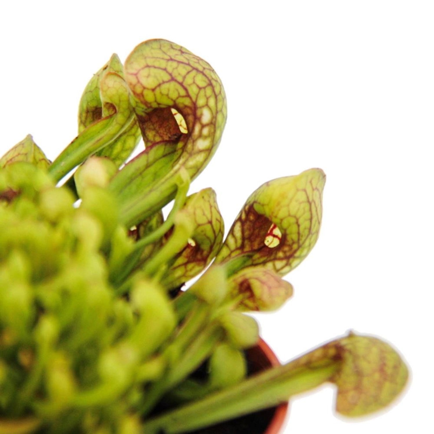 Exotenherz Schlauchpflanze Sarracenia Psittacina Hybr. Scarlett Belle