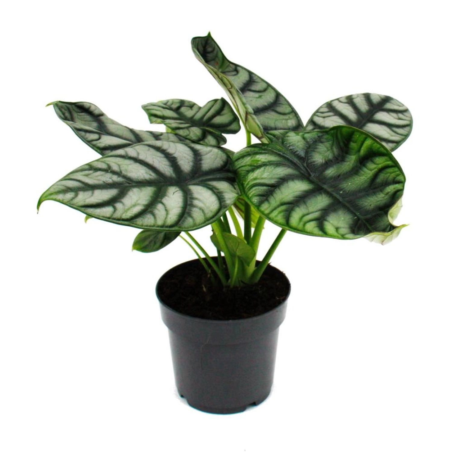 Exotenherz Alocasia Baginda Silver Dragon Tropenwurz Alokasie Silbernes Drachenschuppenpfeilblatt 12cm Topf