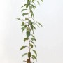 Portugiesischer Kirschlorbeer 'Angustifolia', 60-80 cm, im Topf. Immergrüne Heckenpflanze.