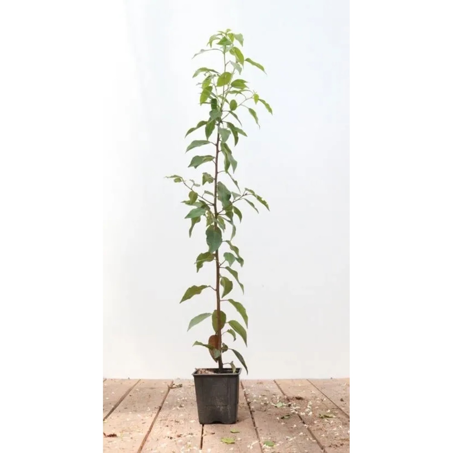 Prunus,usitanica 'Angustifolia' 60-80 cm