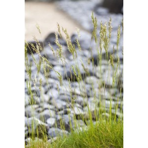 Foto von Atlas-Schwingel (Festuca mairei) im 9x9 cm Topf, Ziergras für sonnige Standorte.
