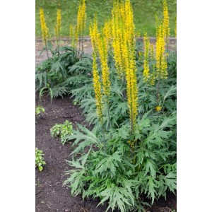 Goldgelber Goldkolben (Ligularia Przewalskii) im Topf, eine attraktive Staude für halbschattige Standorte.