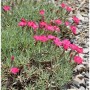 Blühende Pfingstnelke 'Blaureif' (Dianthus gratianopolitanus) mit pinkfarbenen Blüten im Steingarten.