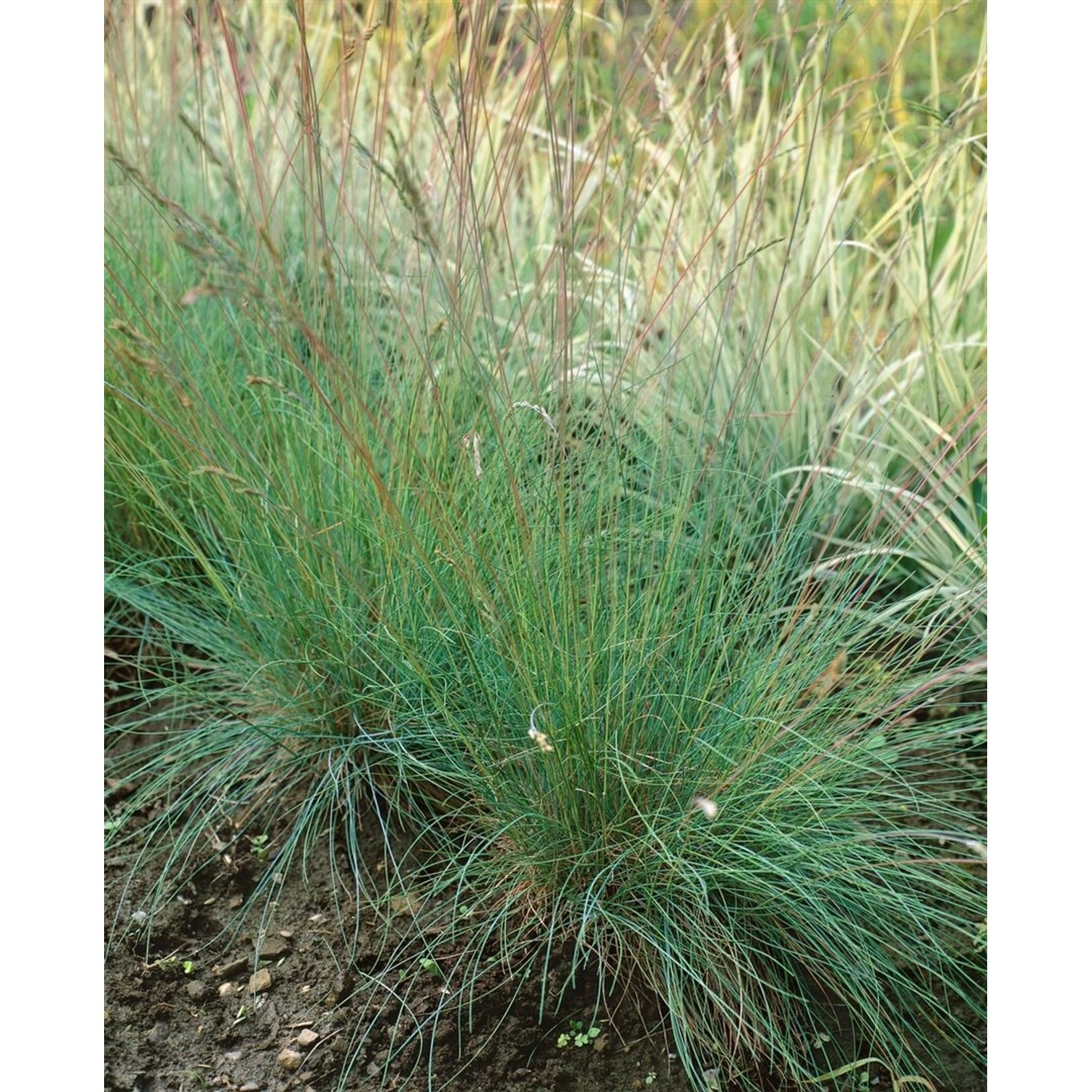 Festuca Cinerea Golden Toupee Blauschwingel Ca. 9x9 cm Topf günstig online kaufen