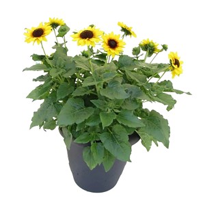 Sonnenblume Sol Seeker im Topf, gelbe Blüten mit dunkler Mitte, ca. 40-50 cm hoch.