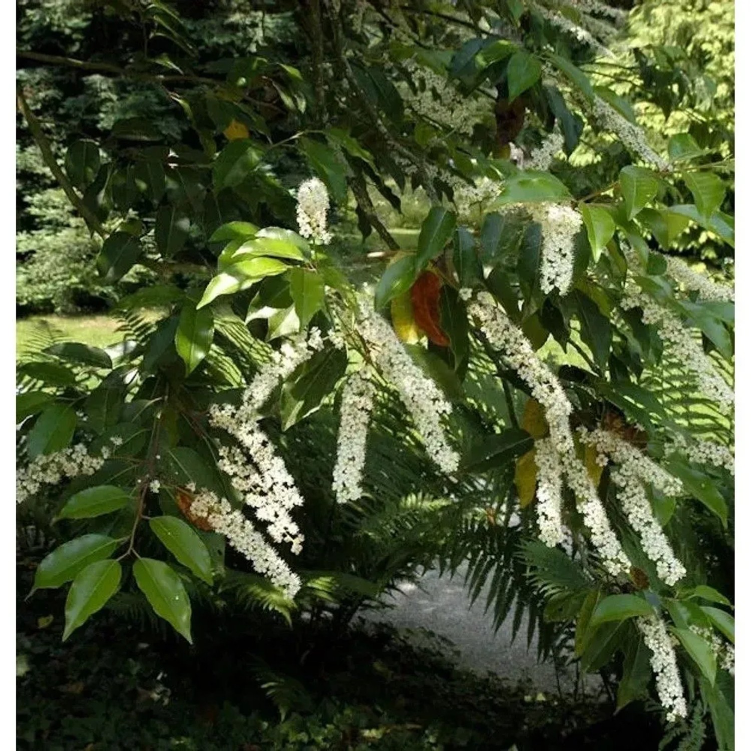 Hochstamm Portugiesischer Kirschlorbeer Myrtifolia 80-100cm - Prunus lusitanica