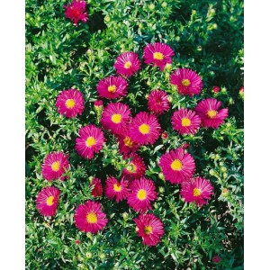 Kissenaster Jenny im 2L Container mit leuchtend rosa Blüten und gelber Mitte.