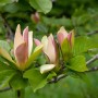 Nahaufnahme der gelb-rosa Blüten der Magnolia Brooklynensis Woodsman (50–60 cm).