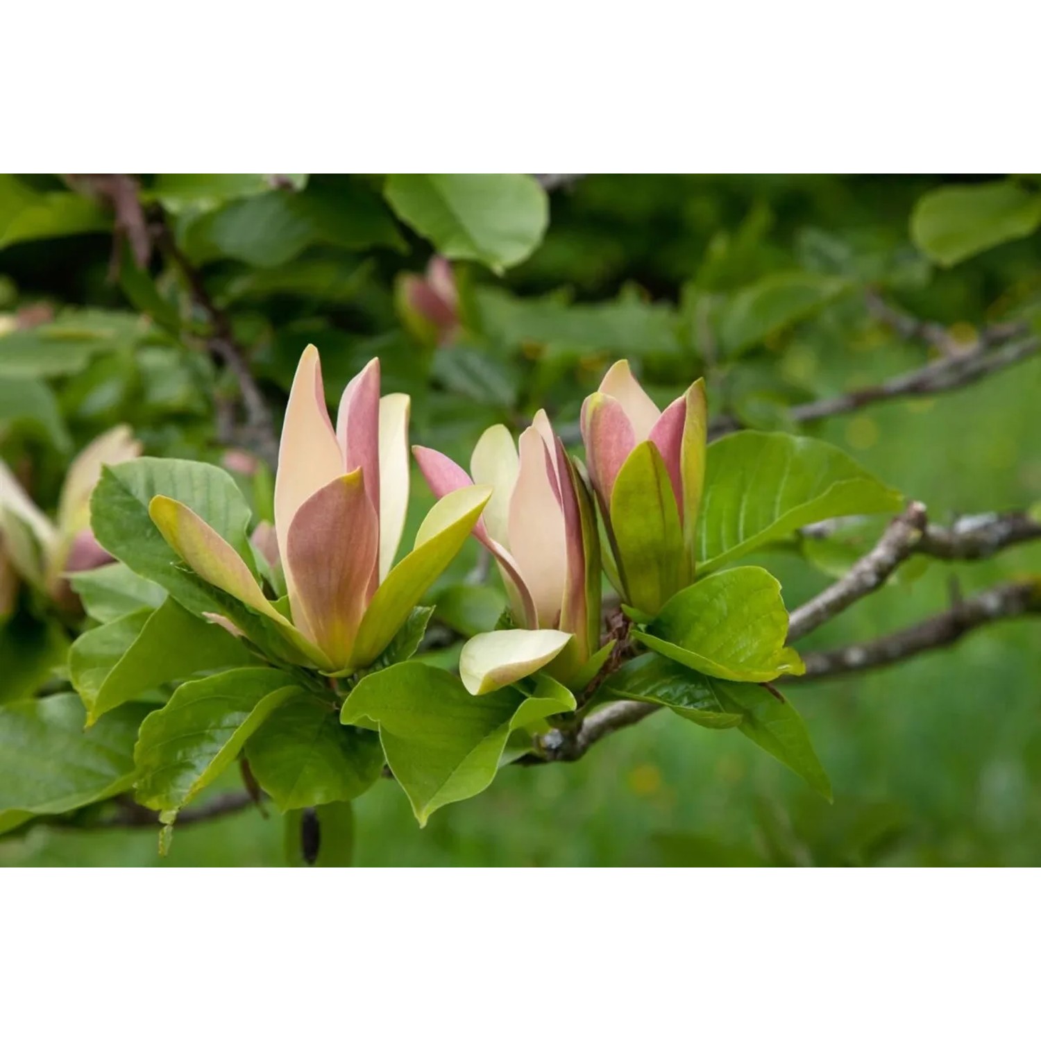Nahaufnahme der gelb-rosa Blüten der Magnolia Brooklynensis Woodsman (50–60 cm).