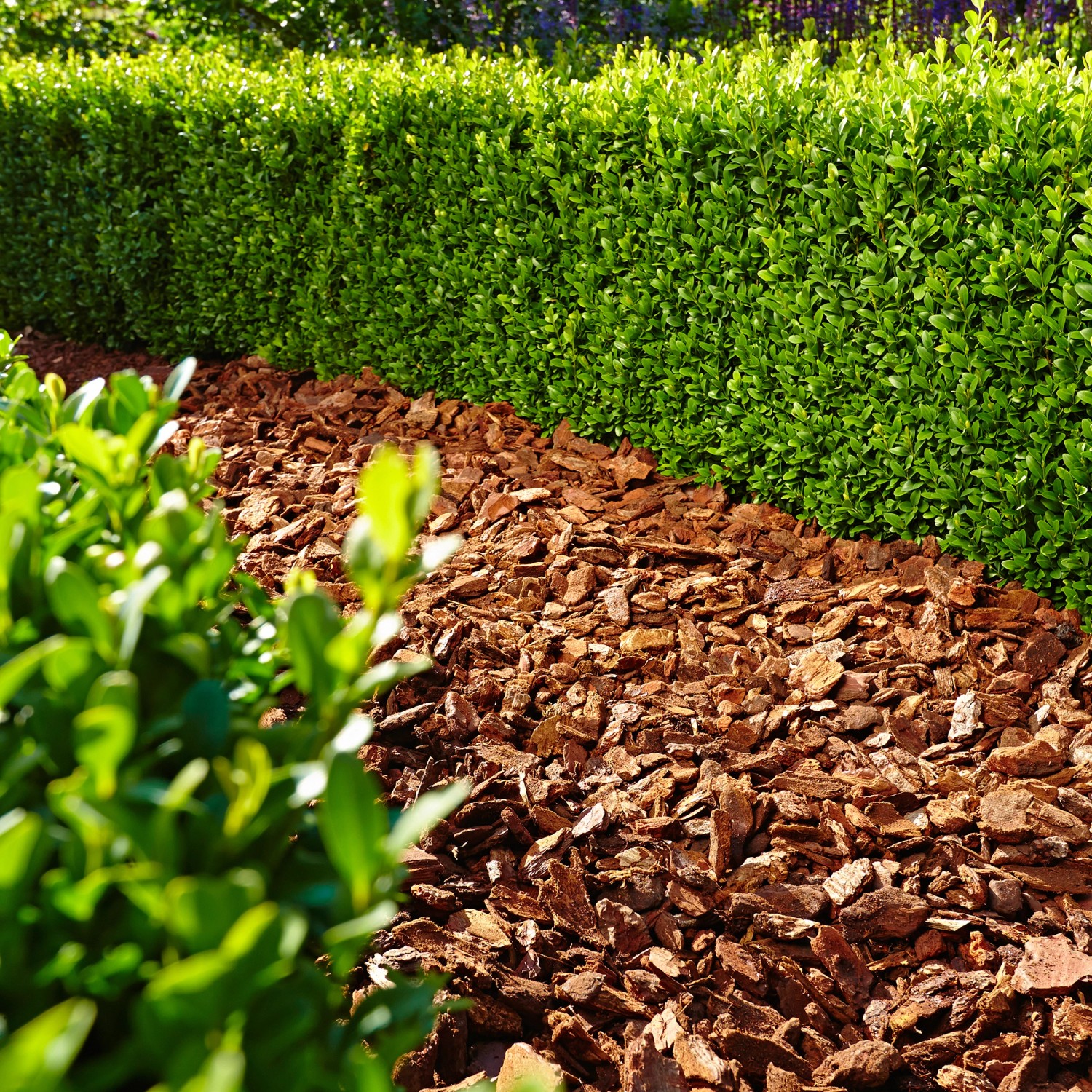 Grobe Floragard Pinienrinde (25-40mm) als Bodenabdeckung im Garten zwischen Pflanzen.