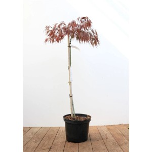 Japanischer Ahorn 'Garnet' im Topf, rotlaubiger Hausbaum mit 80 cm Stammhöhe.