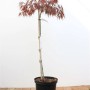 Japanischer Ahorn 'Garnet' im Topf, rotlaubiger Hausbaum mit 80 cm Stammhöhe.