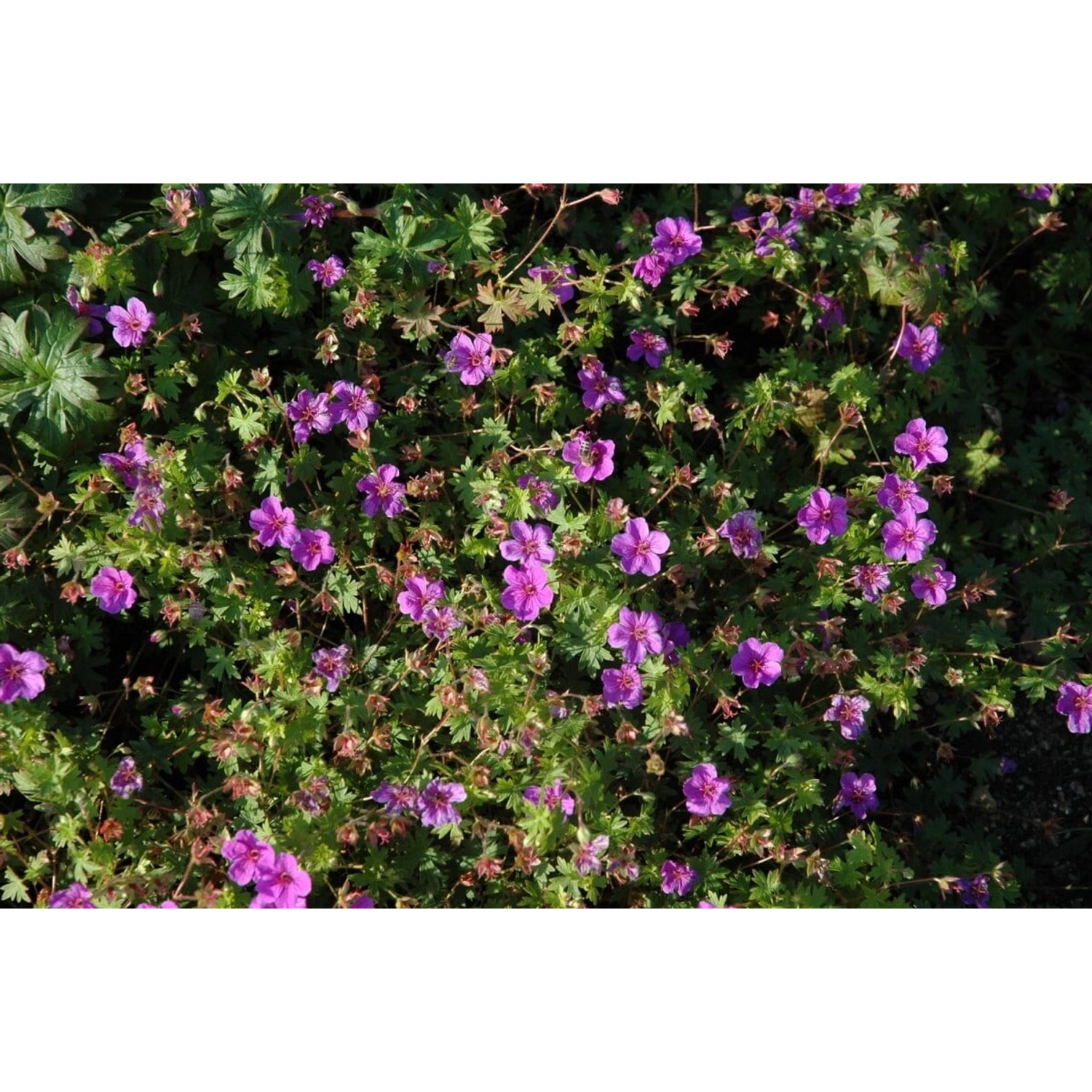 Geranium Sanguineum Dilys Blutstorchschnabel Ca. 9x9 cm Topf günstig online kaufen