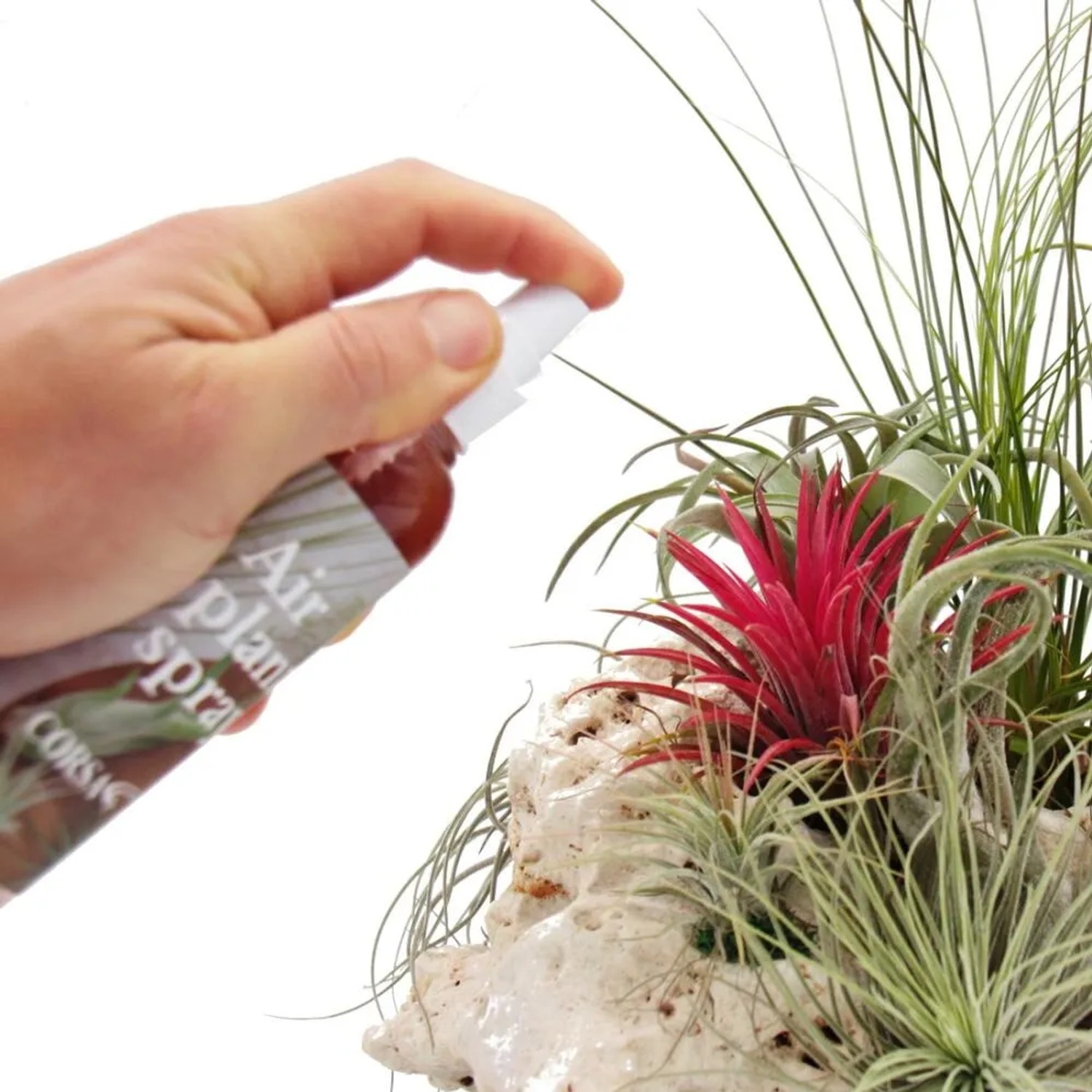 Anwendung: Exotenherz Tillandsien-Dünger Spray für gesunde Tillandsien & Bromelien.
