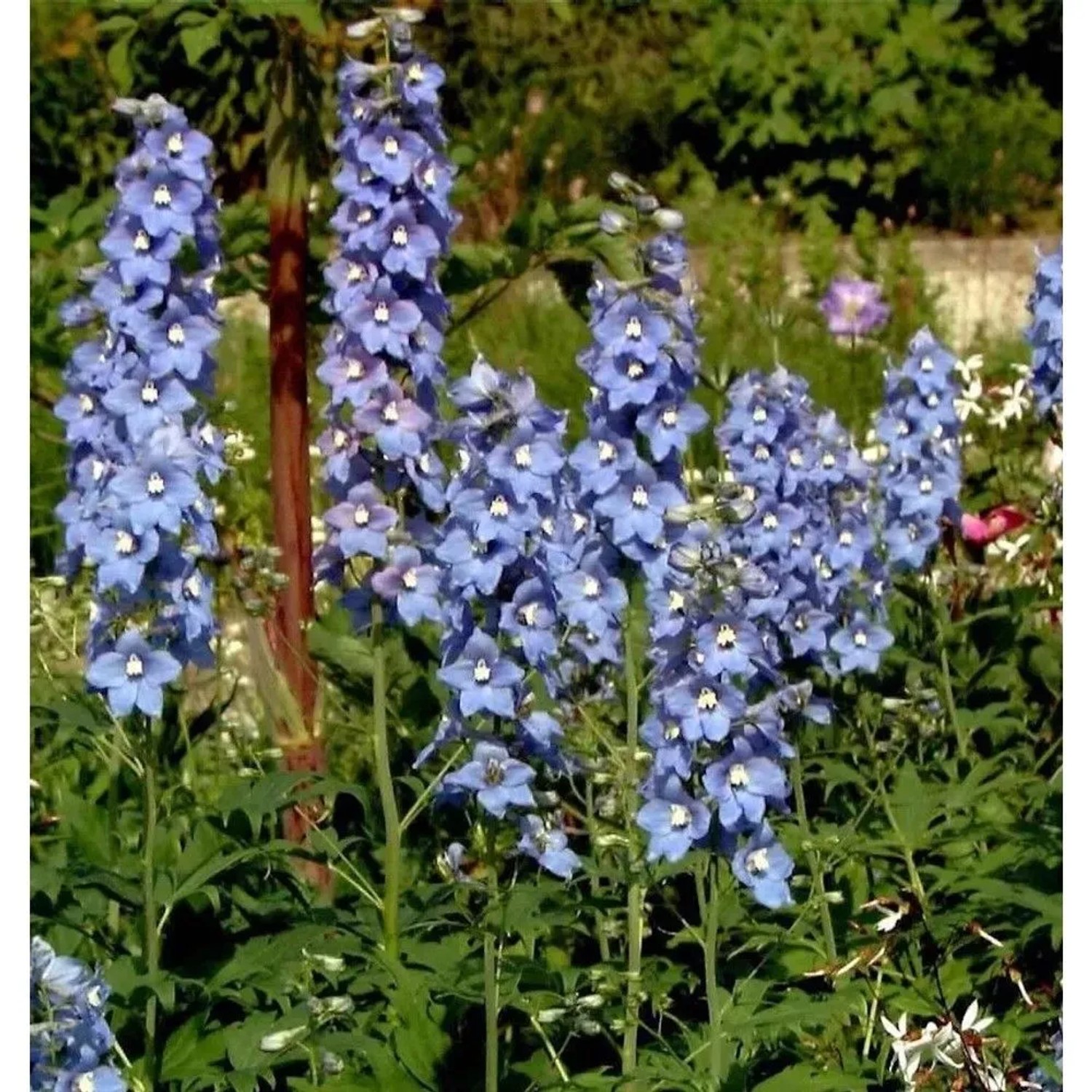 Hoher Rittersporn Berghimmel - Delphinium elatum