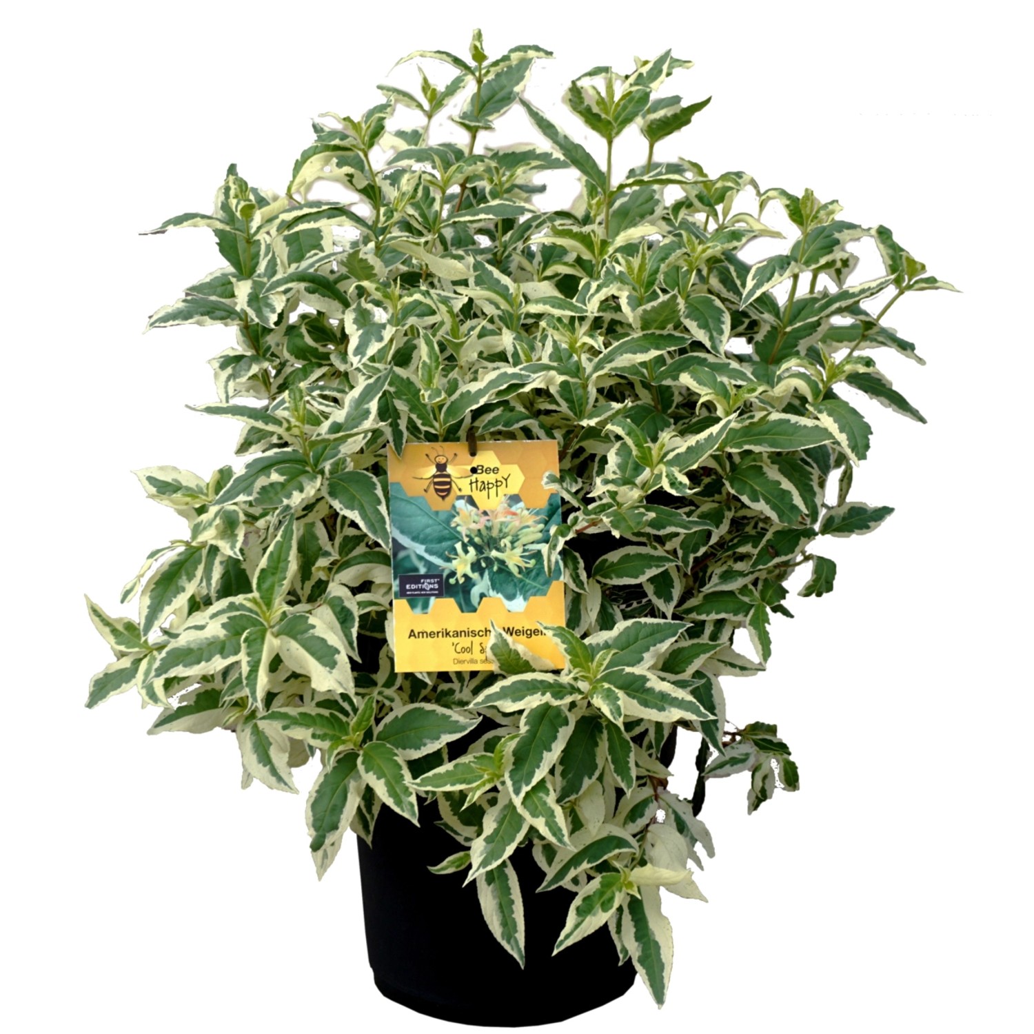 Amerikanische Weigelie Cool Splash Höhe ca. 30-40 cm Topf ca. 6 l günstig online kaufen