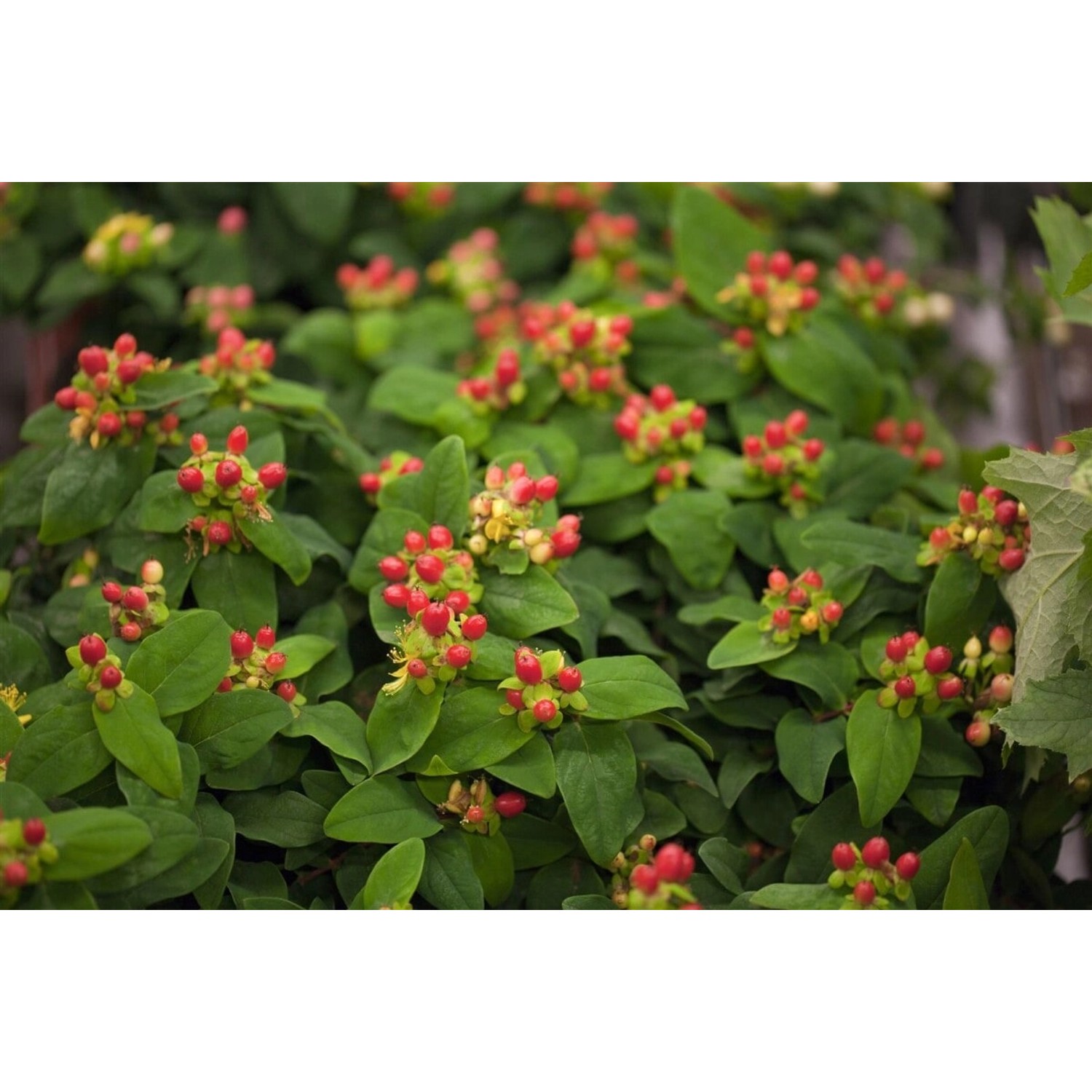 Hypericum Androsaemum Johanniskraut Gelbe Blüten Ca. 9x9 cm Topf günstig online kaufen