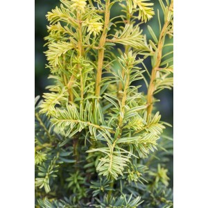 Gelbe Eibe 'Dovastonii Aurea' (Taxus baccata), 125-150 cm, mit goldgelben Nadeln.