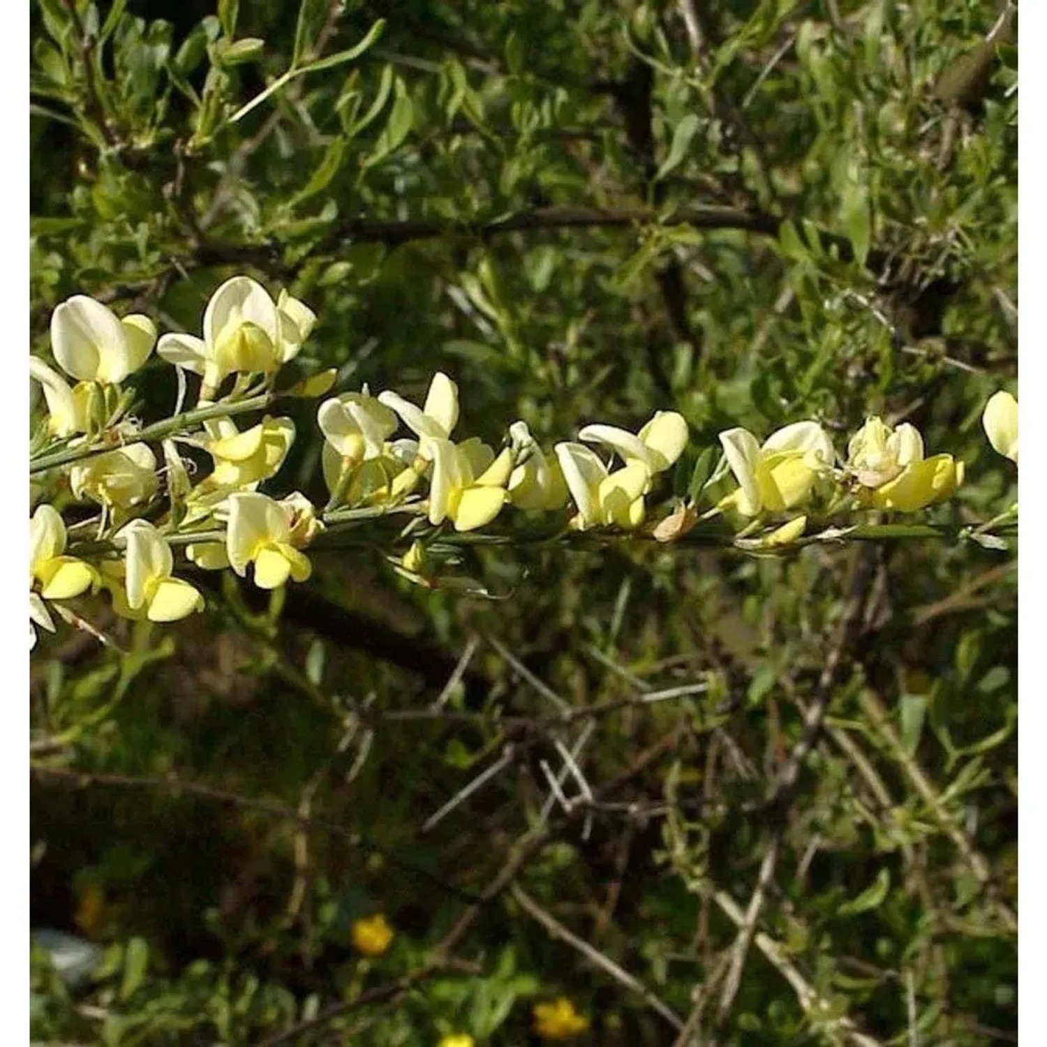 Weißer Ginster 40-60cm - Cytisus praecox