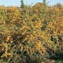 Feuerdorn 'Saphyr Jaune' (60-80cm) als Heckenpflanze mit gelben Beeren.