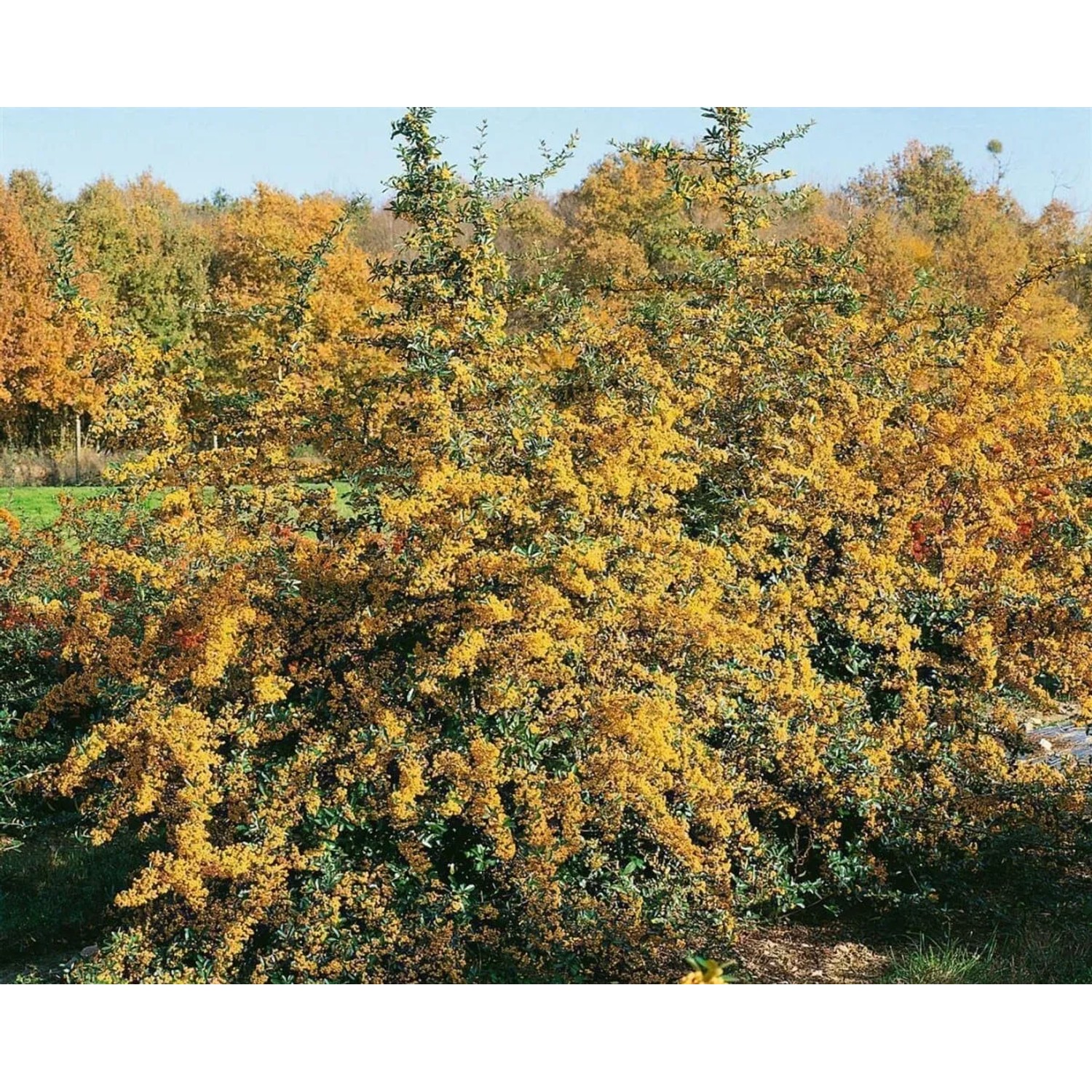 Feuerdorn 'Saphyr Jaune' (60-80cm) als Heckenpflanze mit gelben Beeren.