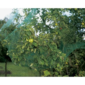 Grünes Vogelschutznetz 8x8m über Obstbaum gespannt, schützt Früchte vor Vögeln.