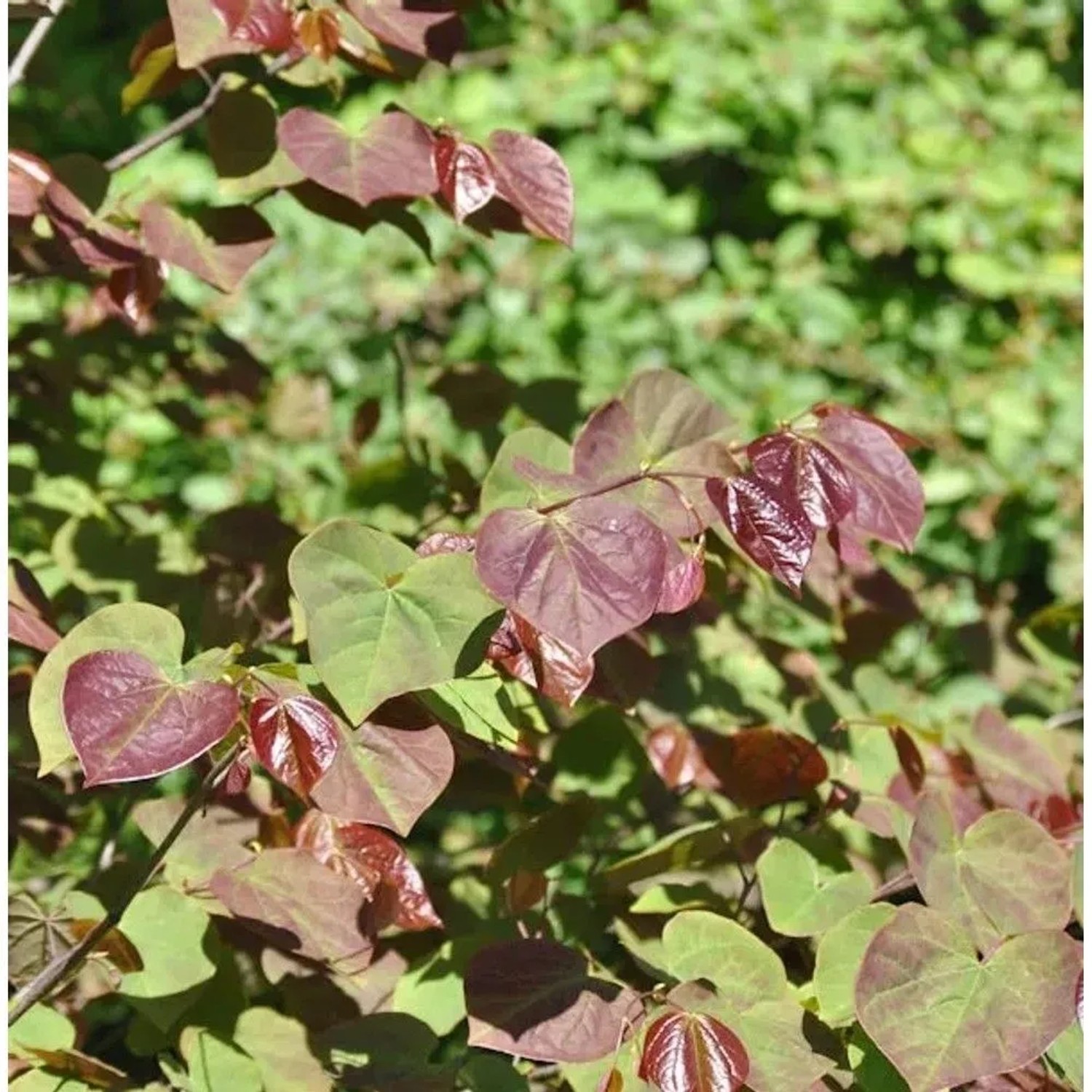 Kanadischer Judasbaum Red Force 80-100cm - Cercis canadensis