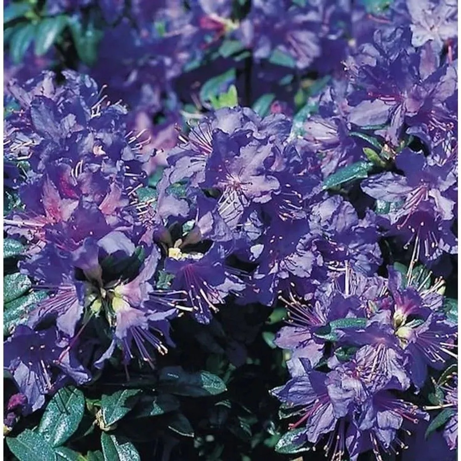 Zwerg Rhododendron Azurwolke 15-20cm - Rhododendron russatum - Zwerg Alpenrose