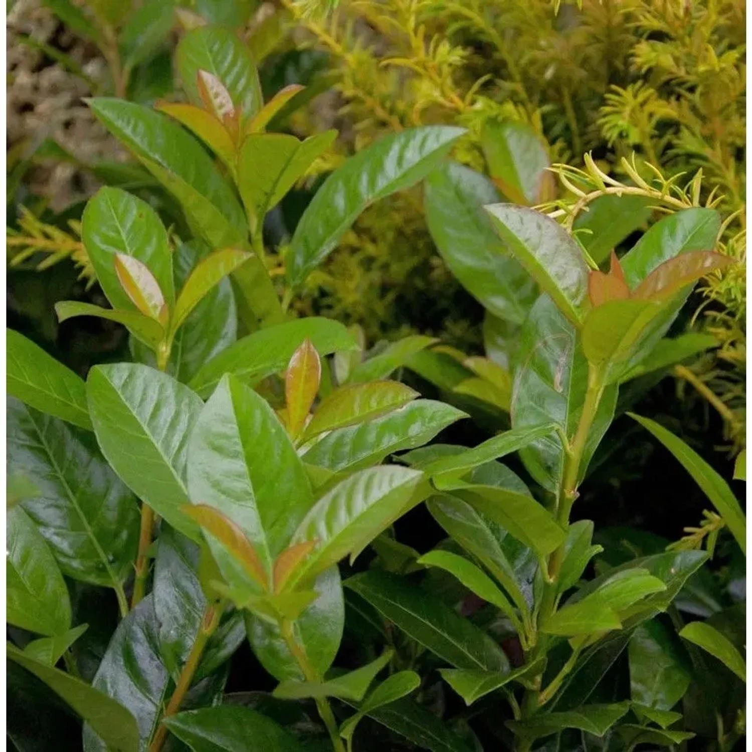 Kirschlorbeer Bonaparte 60-80cm - Prunus,aurocerasus