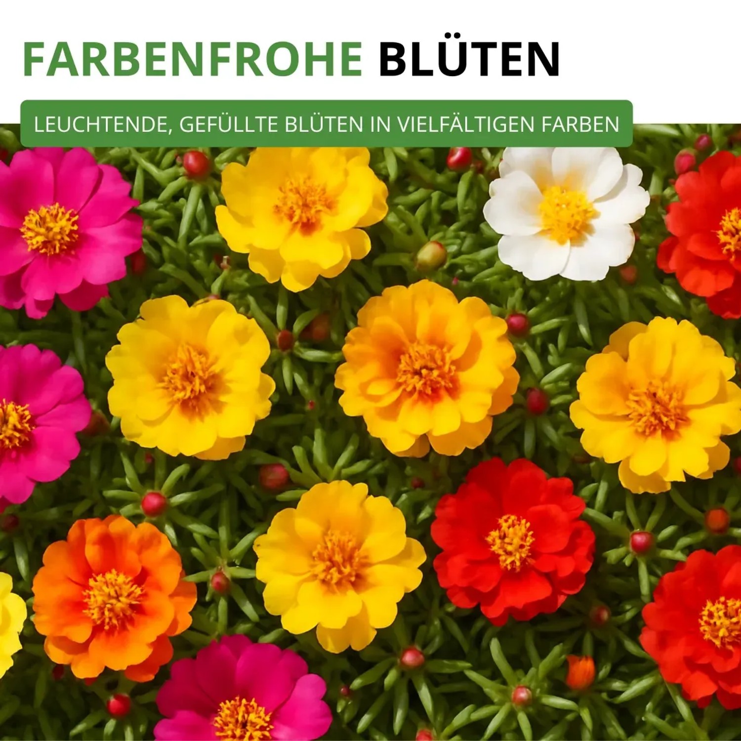 Farbenfrohe, gefüllte Portulakröschen-Blütenmischung als Blumensamen für Garten & Balkon.