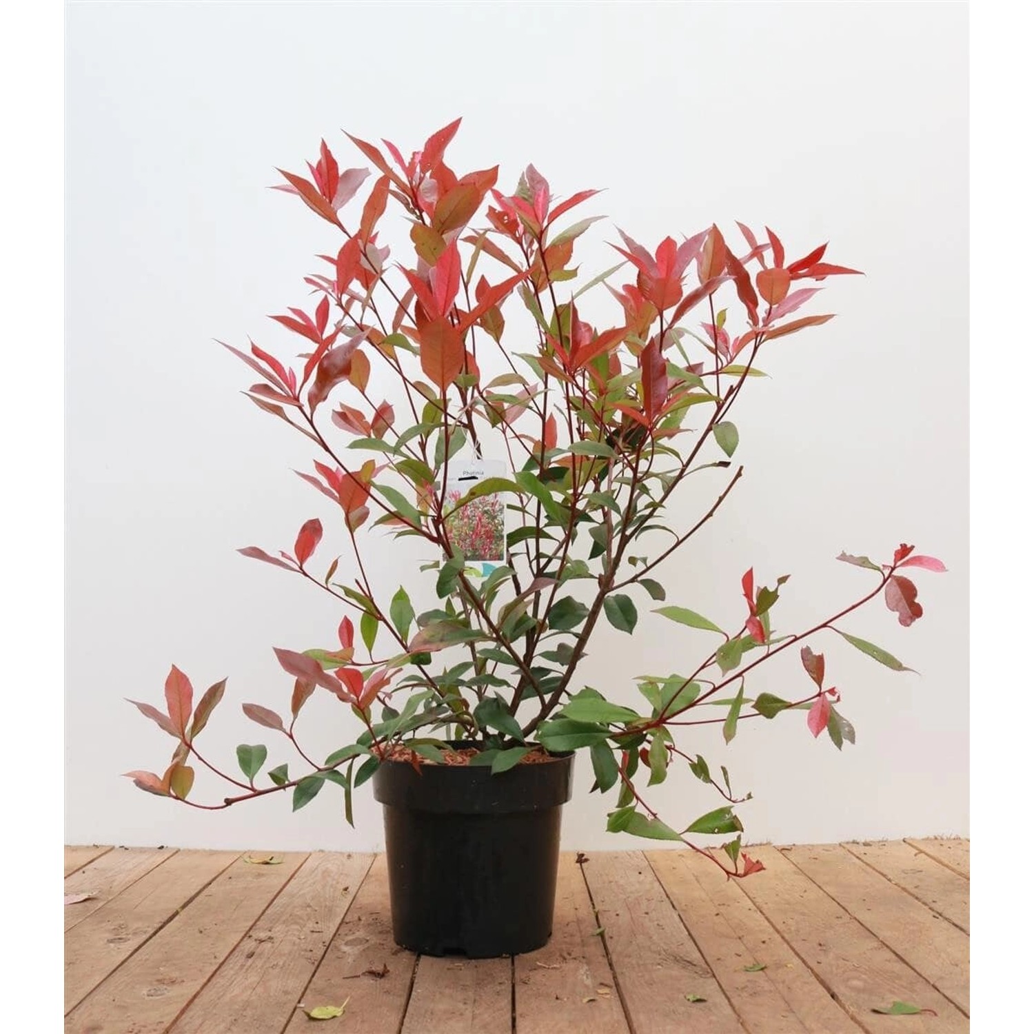 Photinia Fraseri Carré Rouge Glanzmispel Rot 60–80 cm günstig online kaufen