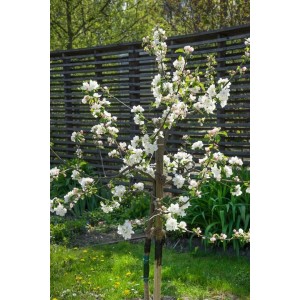 Blühender Gravensteiner Apfelbaum (150-200cm) im Garten.