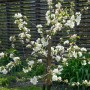 Blühender Gravensteiner Apfelbaum (150-200cm) im Garten.