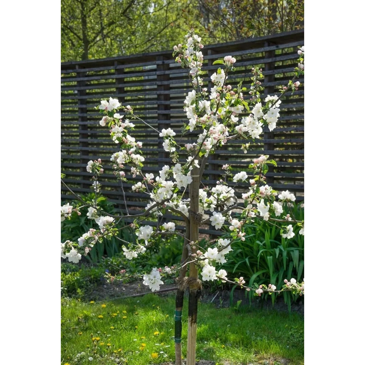 Blühender Gravensteiner Apfelbaum (150-200cm) im Garten.