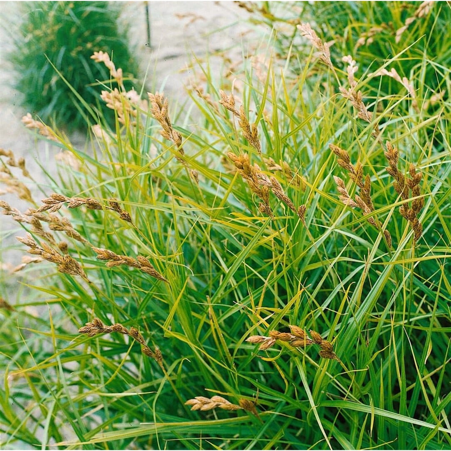 Carex Muskingumensis Variegata Buntlaubig Ca. 9x9 cm Topf günstig online kaufen