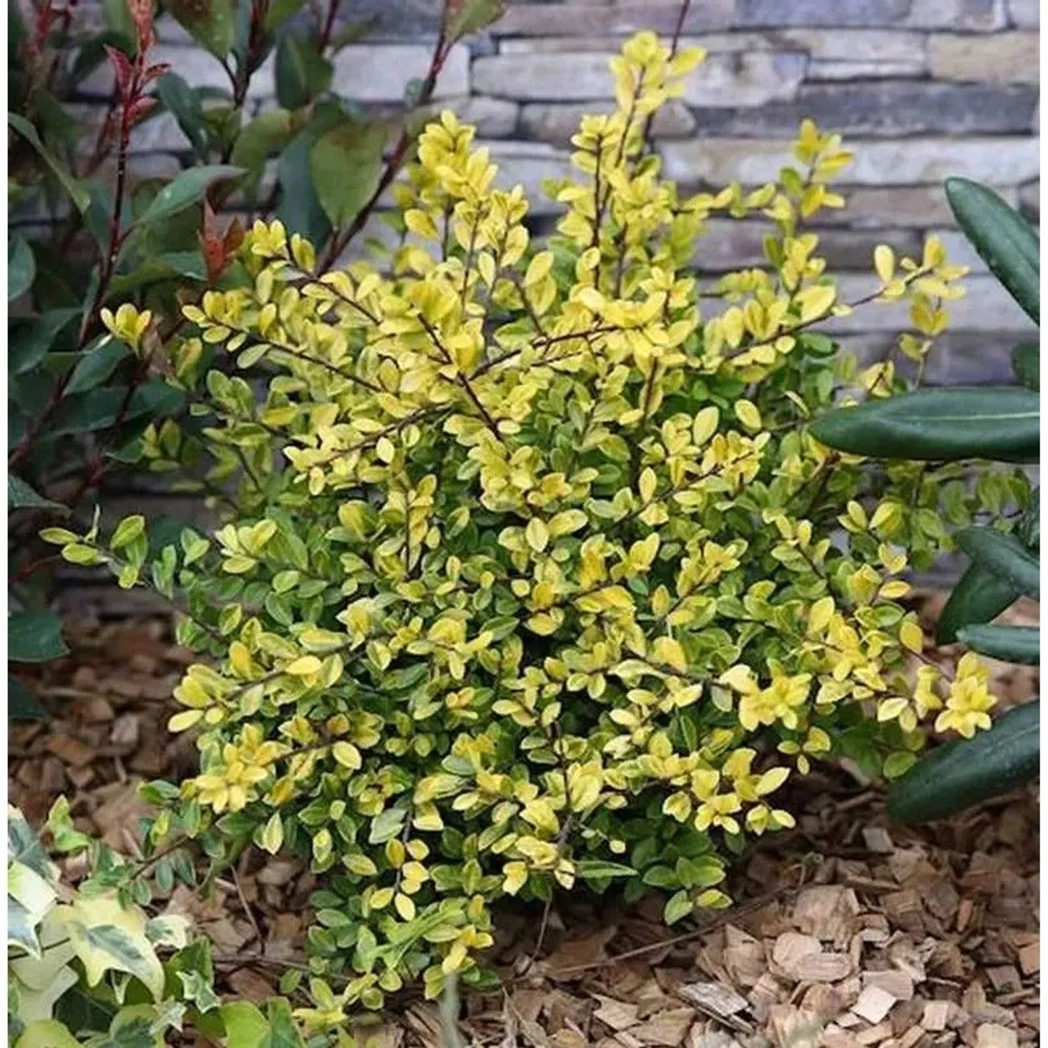 Gelber Bergilex Stechpalme 30-40cm - ilex crenata