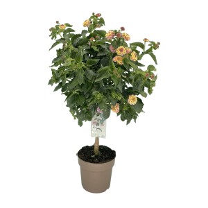 Wandelröschen Stamm, ca. 100cm hoch, im Topf. Blühende Kübelpflanze mit gelb-rosa Blüten.