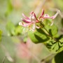Rosa-gelbes Geißblatt 'Goldflame' (Lonicera Heckrottii) mit grünen Blättern.